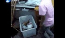 广州女网红跪地吃瓜视频,广州女网红跪地吃瓜事件引发热议