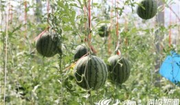 长垣吃瓜爆料视频